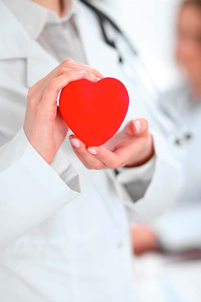 женщина врач держит в руках макет сердца